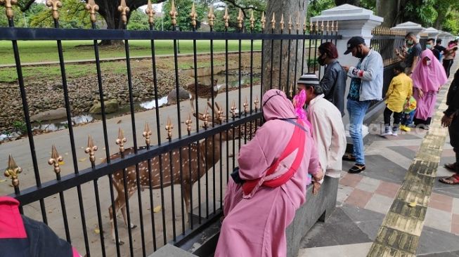 Warga Berkerumun Beri Makan Rusa, Wawalkot Bogor: Masyarakat Tak Paham PSBB