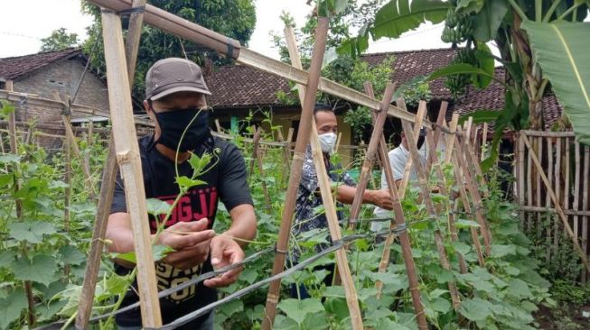 Ketua Satgas Covid-19 Neco, Sabdodadi, Bantul Sunardi bersama Kepala Pedukuhan Neco Subandi dan warga melakukan pengecekan tanaman, Selasa (26/5/2020). - (SuaraJogja.id/Mutiara Rizka)