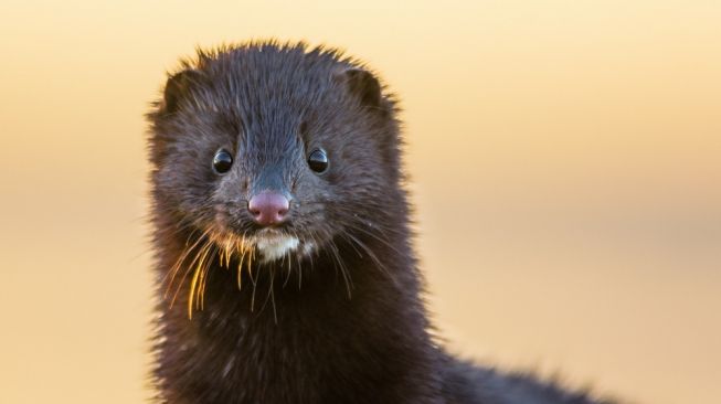 Seekor mink. [Shutterstock]