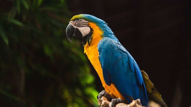 Kepandaian burung Beo ini jadi bukti kasus pemerkosaan majikannya