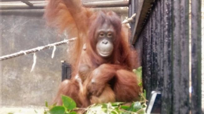 Bayi Orangutan Lahir di TSI saat Lebaran, Menteri LHK Namakan Fitri