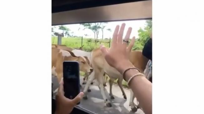 Orang kota kegirangan melihat sapi. (Instagram)