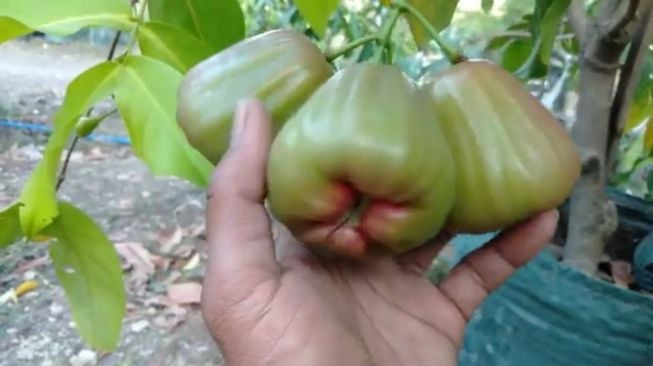 6 Manfaat Kesehatan Jambu Air Putih, Buah Segar yang Menyehatkan