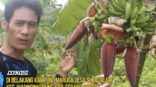 Tak Lazim, Warga Maruga Dihebohkan Kemunculan Pohon Pisang Berjantung Tiga