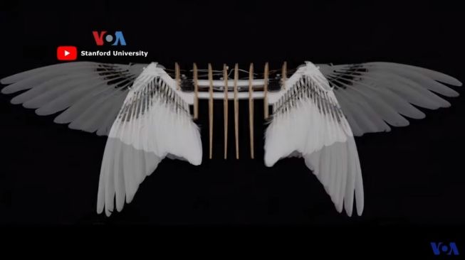 Ilmuwan AS Ciptakan Drone yang Terbang Layaknya Burung Merpati