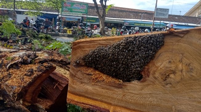 Pohon Usia Ratusan Tahun di Sragen Ditebang, Isi Batangnya Bikin Geger