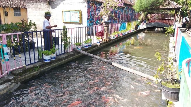 Dulu Kumuh, Selokan Kampung Gedongkiwo Disulap Jadi Tempat Budidaya Ikan