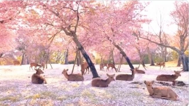 Taman Nara di Jepang di musim semi. (Twitter)