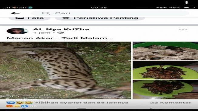 Viral Aksi Bantai dan Santap Kucing Hutan di Riau, Netizen Dibuat 