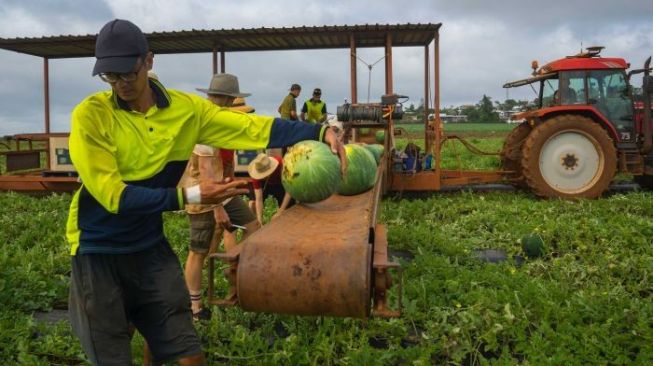 Aplikasi Backpicker Memudahkan Pemetik Buah Mendapatkan Kerja di Australia