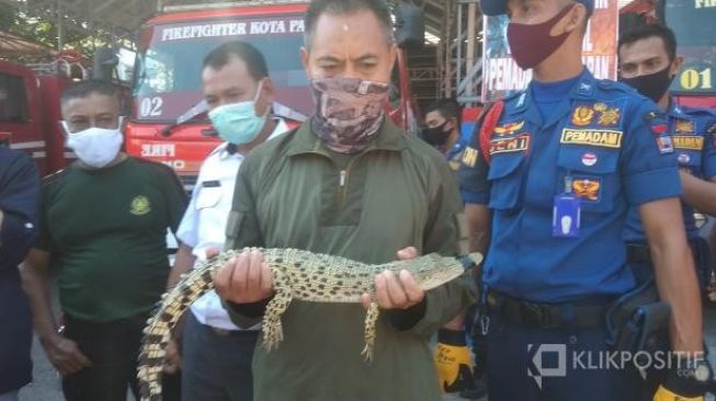 Buaya Muara Ditemukan di Pemukiman Warga di Padang