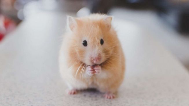 4 Tanda Tanda Hamster Akan Melahirkan