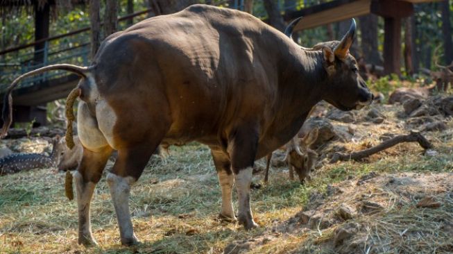 Najiskah Kotoran Kuda, Sapi, Kambing dan Ayam? Catatan untuk Akun Dawah