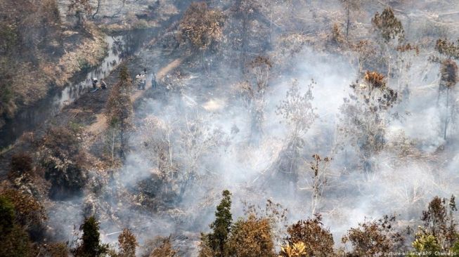 Studi: Indonesia Berhasil Tekan Deforestasi, Tapi Masih Tiga Besar Dunia 