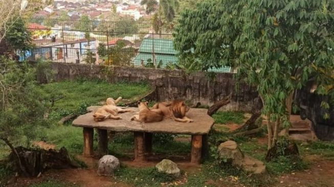 Tak Cuma Manusia Baby Boom Juga Terjadi Pada Satwa Kebun Binatang Tmsbk