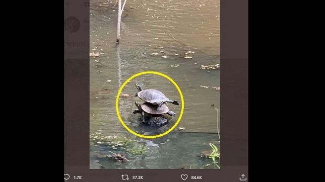 Terciduk Lagi "Gabut", Kura-Kura Ini Bikin Warganet Bingung dan Ngakak