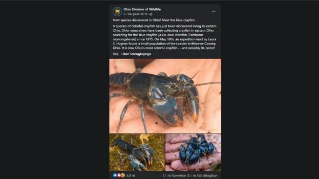 Cambarus monongalensis (lobster biru). [Facebook]