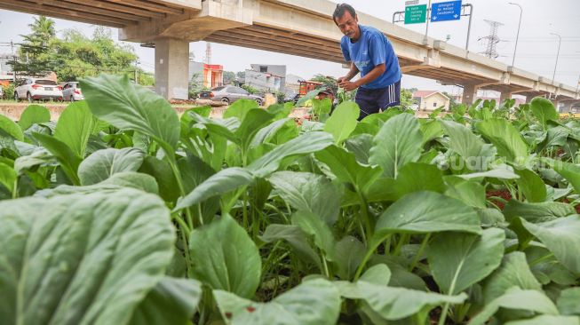 Pak Muktar memanen sayur sawi yang ditanamnya di Kolong Tol Becakayu, Kalimalang, Jakarta Timur, Sabtu (6/6). [Suara.com/Alfian Winanto]