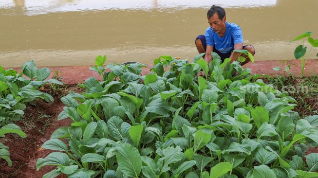Pak Muktar memanen sayur sawi yang ditanamnya di Kolong Tol Becakayu, Kalimalang, Jakarta Timur, Sabtu (6/6). [Suara.com/Alfian Winanto]