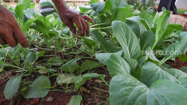 Pak Muktar memanen sayur sawi yang ditanamnya di Kolong Tol Becakayu, Kalimalang, Jakarta Timur, Sabtu (6/6). [Suara.com/Alfian Winanto]