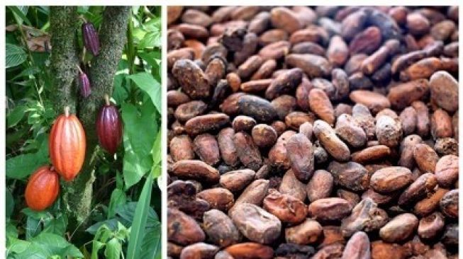 Harga Biji Coklat Kering di Kuansing Melejit Hingga Rp 25 