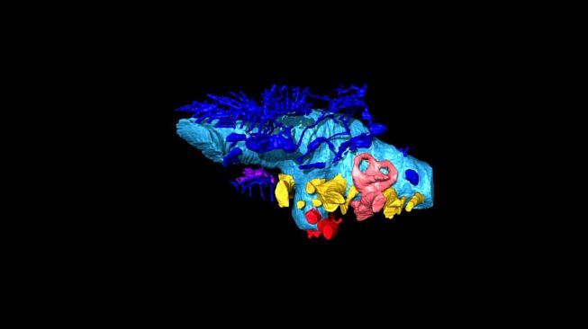 Pemetaan 3D, otak bagian dalam dinosaurus. [Eurekalert.org]