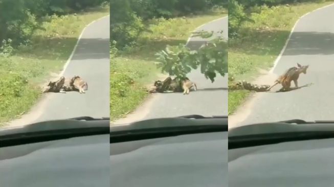 Heboh Pria Selamatkan Rusa dari Lilitan Ular Piton