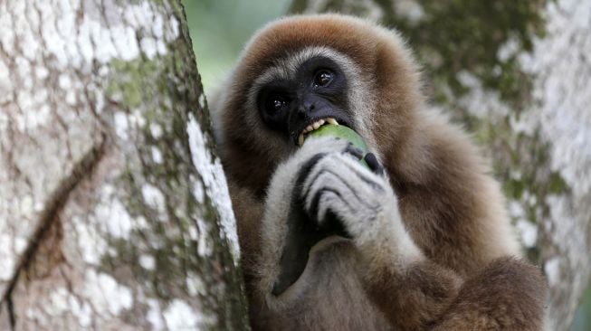 Seekor owa putih atau juga dikenal dengan sebutan owa ungko (Hylobates agilis) yang telah dilepasliarkan ke alam liar oleh Balai Konservasi Sumber Daya Alam memakan buah saat berada di atas pohon kawasan hutan Aceh Jaya, Aceh, Minggu (7/6/2020).  [ANTARA FOTO/Irwansyah Putra]