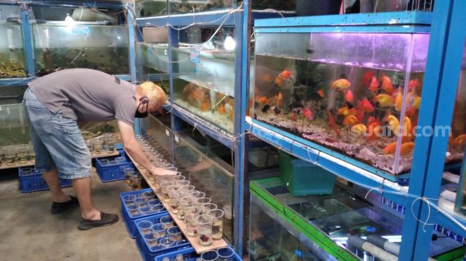 Wabah Corona, Omzet Penjual Ikan Hias Kulon Progo Meningkat 75 Persen