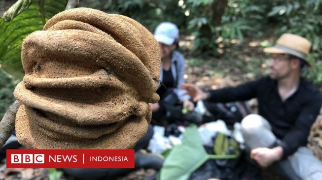 Menemukan  Buah Mirip Sawo Duren di Pedalaman Hutan Tropis Kolombia