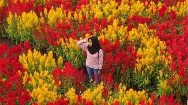 Sambut New Normal, Ini Rekomendasi 4 Taman Bunga Warna-warni di Bantul