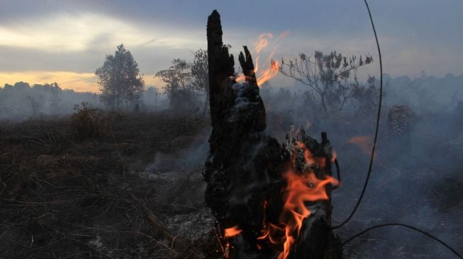 Kobaran api menyala dari lahan gambut yang terbakar di Desa Peunaga Cut Ujong, Meureubo, Aceh Barat, Aceh, Rabu (10/6/2020). [ANTARA FOTO/Syifa Yulinnas]