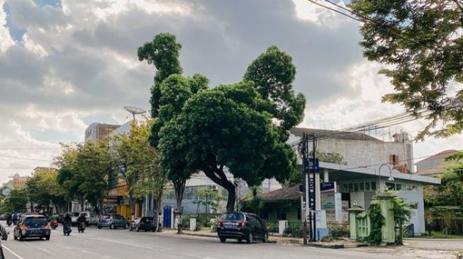 Banyak yang Tak Sadar, Viral Pohon di Jogja Berbentuk Mirip Ayam