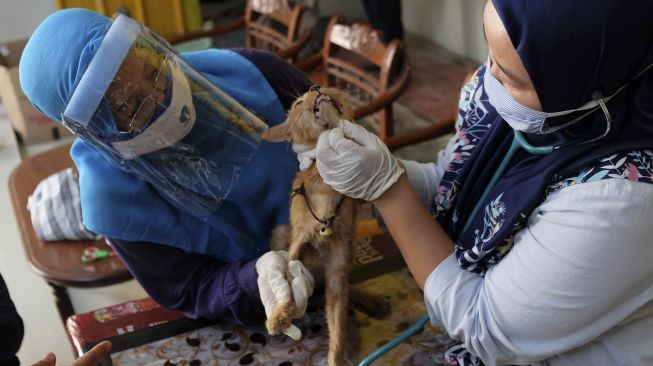 Relawan pecinta satwa yang tergabung dalam Cat Lover Peduli COVID-19 mengikuti pengobatan gratis untuk kucing saat acara Kenduri Satwa di Galeri Joli Jolan Solo, Jawa Tengah, Sabtu (13/6). [ANTARA FOTO/Maulana Surya]