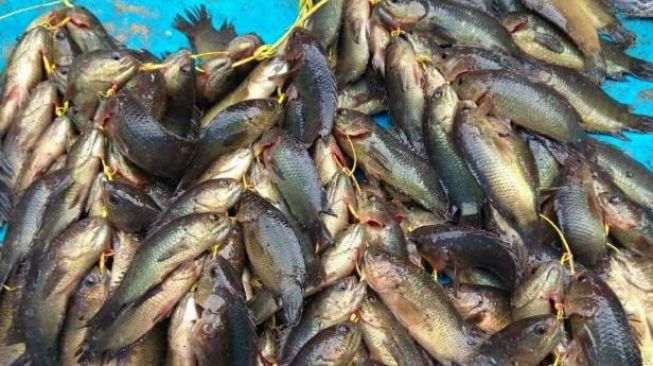 Ikan Puyu Mulai Langka di Sumbar, DKP Lepas 5 Ribu Bibit di Padang