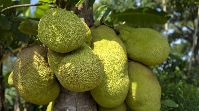 Studi: Nangka Hijau Ampuh Kontrol Gula Darah Pasien Diabetes