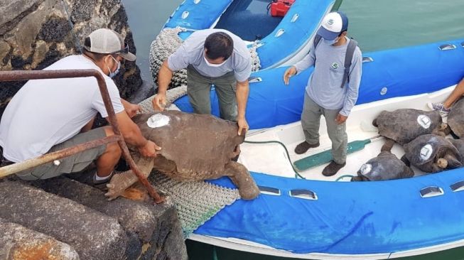 Diego, kura-kura raksasa Galapagosdibebastugaskan ke pulau asalnya, Española, Ekuador setelah dianggap berhasil menyelamatkan spesiesnya dari kepunahan. (Twitter@PauloProanoA).