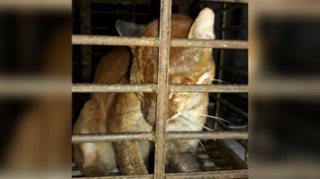 Langka! Kucing Emas Terjerat Jerat Babi di Sumatera Barat