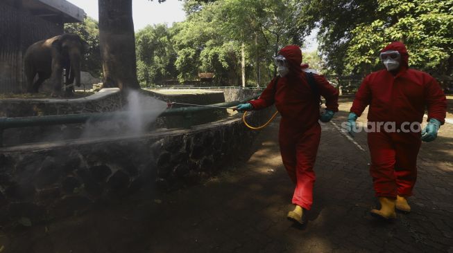 Petugas memberi makan jerapah di lingkungan Taman Margasatwa Ragunan (TMR), Jakarta, Rabu (17/6). [Suara.com/Angga Budhiyanto]