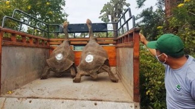 Diego, kura-kura raksasa Galapagosdibebastugaskan ke pulau asalnya, Española, Ekuador setelah dianggap berhasil menyelamatkan spesiesnya dari kepunahan. (Twitter@PauloProanoA).