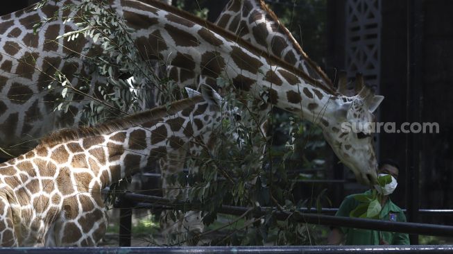 Petugas memberi makan jerapah di lingkungan Taman Margasatwa Ragunan (TMR), Jakarta, Rabu (17/6). [Suara.com/Angga Budhiyanto]