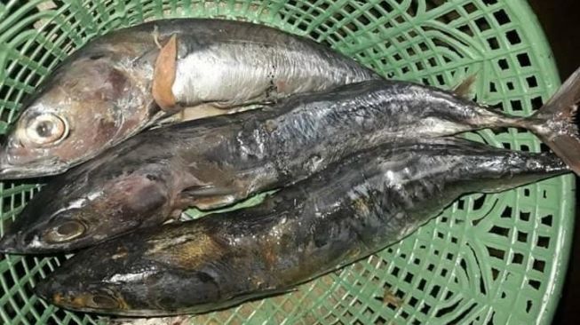 Puluhan Warga Batang Diduga Keracunan Ikan Tongkol Bantuan Kemensos