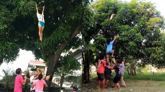 Segerombol Lelaki Ingin Petik Mangga Layaknya Cheerleader, Begini Endingnya