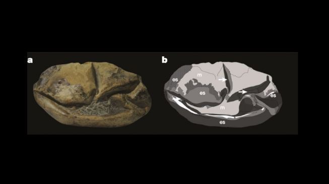 Fosil telur mosasaur. [Nature.com]