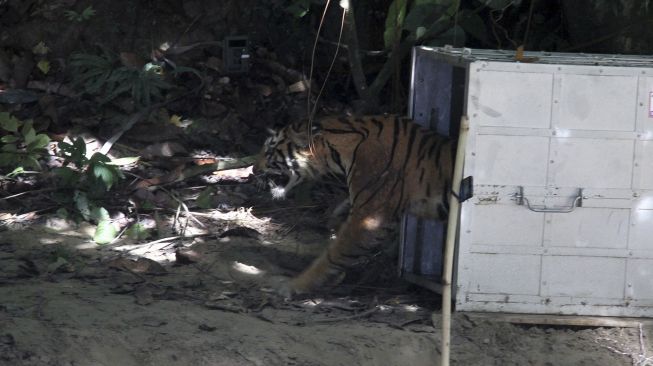 Seekor Harimau Sumatra liar berjalan keluar dari kerangkeng besi saat proses pelepasliaran di kawasan Taman Nasional Gunung Leuser (TNGL), Aceh, Sabtu (20/6). [ANTARA FOTO/Syifa Yulinnas]