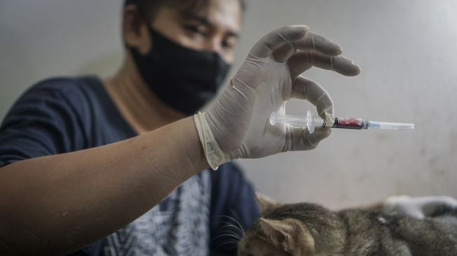 Dokter hewan menunjukan darah kucing usai donor darah kucing pada kegiatan donor darah kucing dan pemeriksaan gratis di Klinik Dokter Hewan Nury, Kalilarangan, Solo, Jawa Tengah, Minggu (21/6). [ANTARA FOTO/Mohammad Ayudha