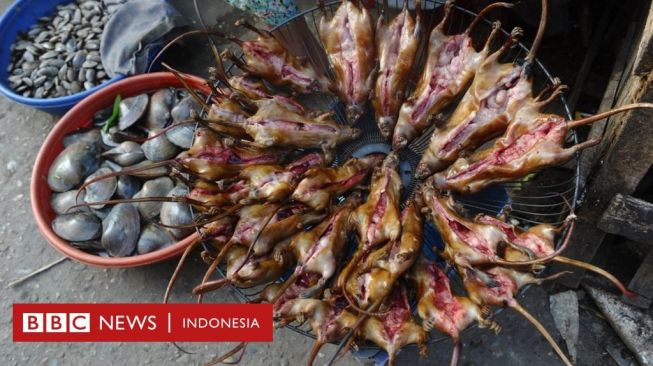 Kajian Ilmiah: Tikus Dijual di Pasar Asia Tenggara Mengandung Virus Corona