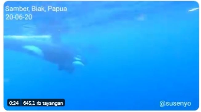 Kaget Ada Paus Pembunuh di Laut Papua, Susi Beri Pesan Penting ke Jokowi