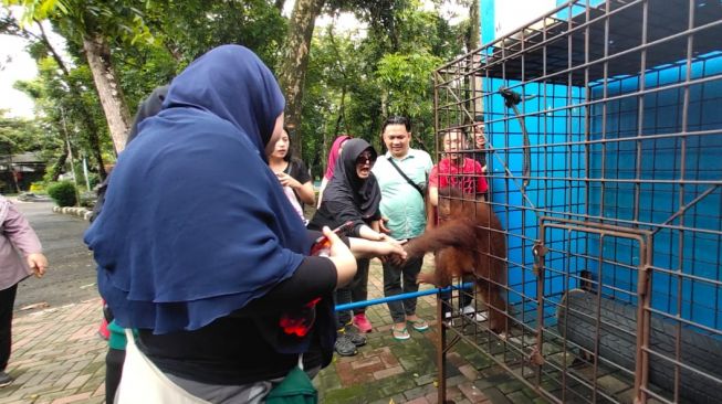 Tiga Bulan Tiada Pemasukan, Pakan Harimau di Serulingmas Zoo Diganti Ayam