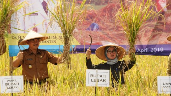 Pemkab Lebak Kejar Target LTT dari Kementan RI; Tembus 30 Ribu Hektare